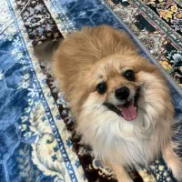 فروش حیوان خانگی