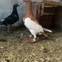 کبوتر یهودی