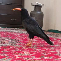 مینا