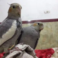 عروس هلندی