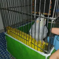 عروس هلندی