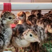 فروش جوجه یکروزه بوقلمون برنز سینه پهن سنگین وزن|حیوانات مزرعه|بابل, |دیوار