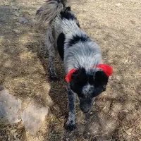 سگ خاسگری نر