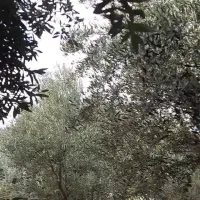 باغ میوه شهریار/ دارای درختان میوه بارده|فروش زمین و ملک کلنگی|رباط‌کریم, منجیل آباد|دیوار