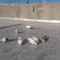 تعدادی کبوتر فروشی|پرنده|مود, |دیوار