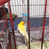 قناری‌نر‌فروشی