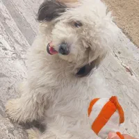 سگ  شیتزو قیمت مناسب