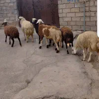 بره|حیوانات مزرعه|الشتر, |دیوار