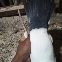 جفت دم سیاه گوگ|پرنده|بم, |دیوار