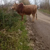 گاوورزا|حیوانات مزرعه|شفت, |دیوار