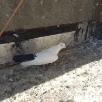 فروش پرنده|پرنده|کبودرآهنگ, |دیوار