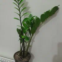 گلهای اپارتمانی زاموفیلیا وسانسوریا پتوس پهن برگ