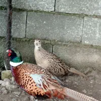 مرغ خروس زیبا|حیوانات مزرعه|سنگر, |دیوار