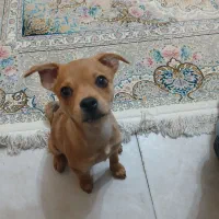 سگ بسیار زیبا با رنگ  خاص واگذاری