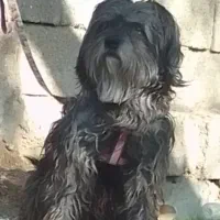 شیتزو|سگ|بندر کنگان, |دیوار