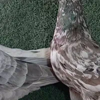 15 تا هفترنگ