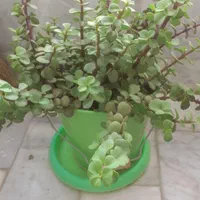 گل کراسولا خرفه ای با گلدان فلزی سطلی