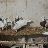 کفتر طوقی|پرنده|لالی, |دیوار