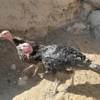 بوقلمون نر و ماده