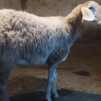 میش شال
