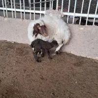 دوعدد میش بابره|حیوانات مزرعه|کاشان, لتحر|دیوار