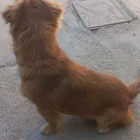 سگ پاکوتاه حرف گوش کن بازی گوش|سگ|آشخانه, |دیوار