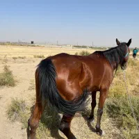 اسب نریون سواری اسب مادیون کششی