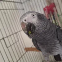 طوطی کاسکو|پرنده|کرمانشاه, |دیوار