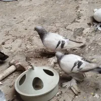 کفتر کاغذی|پرنده|تبریز, |دیوار