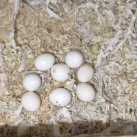 دو جفت کوتوله مولد روی تخم ماده گرینچیک دستی بالغ|پرنده|تربتحیدریه, پیشکوه|دیوار