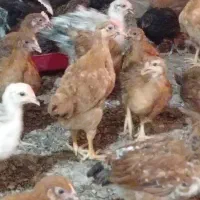 جوجه مرغ و خروس محلی و دورگه|حیوانات مزرعه|شیراز, اکبر آباد|دیوار