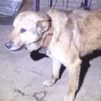 سگ دورگ افغان