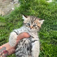 Ny25|گربه|رشت, جهاد|دیوار