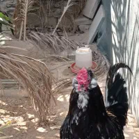 فروشی|حیوانات مزرعه|خورموج, |دیوار