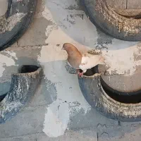 سه تا کله زرد نر