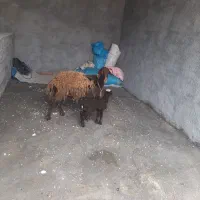 پنج‌راس‌شیشک‌بره‌داره‌افشاری‌درجه‌یک