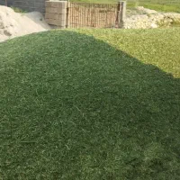 یونجه پاسفیک گُلد|خدمات باغبانی و درختکاری|بهبهان, |دیوار