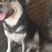 سگ هاسکی ماده