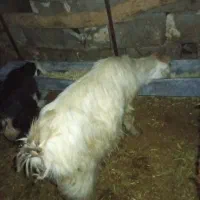 برو بزغاله فروشی|حیوانات مزرعه|دورود, |دیوار