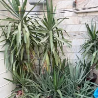 فروش گل و گیاه