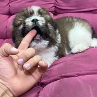 توله سگ شیتزو سوپرفلت