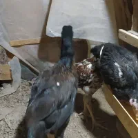 جوجه گلین وجوجه لاری|حیوانات مزرعه|انبارآلوم, |دیوار