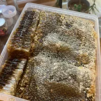 عسل درمانی ۱۰۰٪ طبیعی و ارگانیک|خوردنی و آشامیدنی|سهند, |دیوار