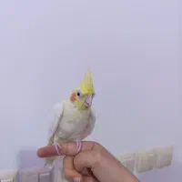 عروس هلندی لوتینو ماده|پرنده|قم, انسجام|دیوار