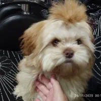 سگ آپارتمانی