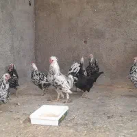 مرغ گلین|حیوانات مزرعه|لاران, |دیوار