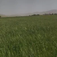 کاه‌اماده‌داخل‌گونی‌۱۳۰۰کیلو