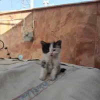 گربه|گربه|اصفهان, پروین|دیوار