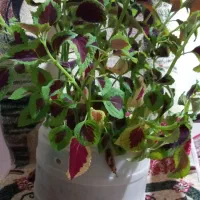 گل حسن یوسف|گل و گیاه طبیعی|سنقر, |دیوار