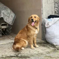 سگ گلدن ماده|سگ|محمودآباد, |دیوار